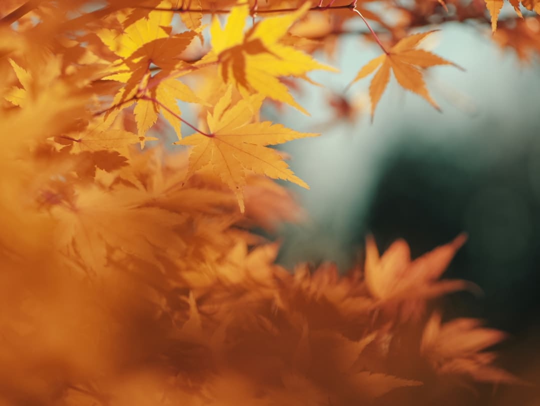 茅台“抄底”!蛇茅批发价重回2000元/瓶!白酒估值处于十年估值低位